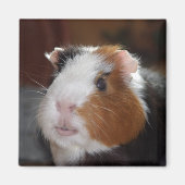Funny, glatt, tricolor Guinea Pig Face Magnet (Vorne)
