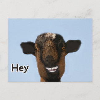 Funny Goat Meme lächeln wirklich große Postkarte