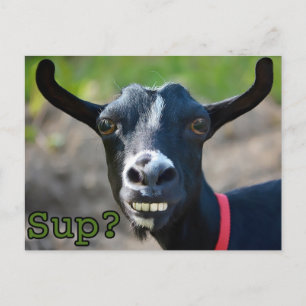 Funny Goat Meme lächelnd Big Postcard Postkarte