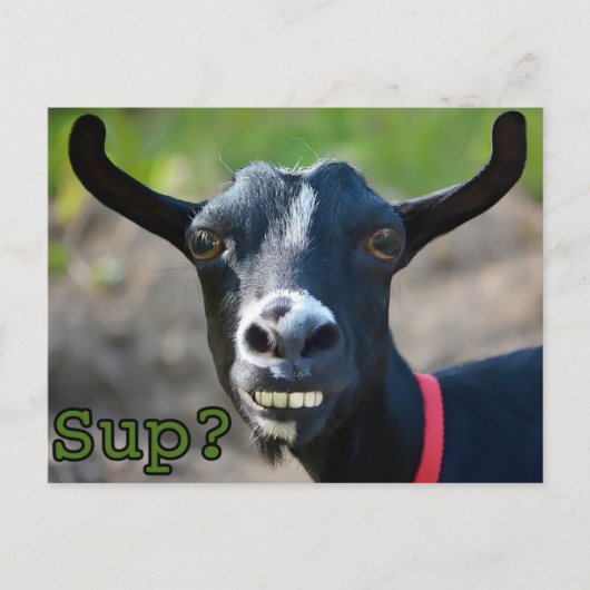 Funny Goat Meme lächelnd Big Postcard Postkarte (Vorderseite)