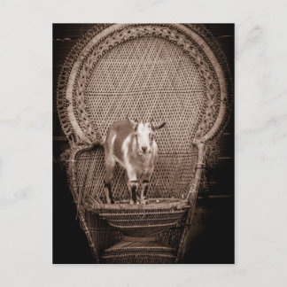 Funny Goat Postcard Postkarte