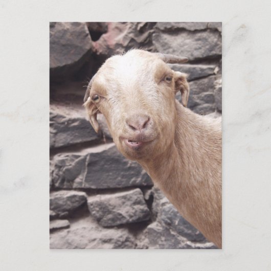 Funny Goat Postkarte (Vorderseite)