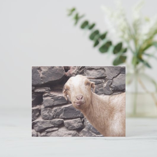 Funny Goat Postkarte (Stehend Vorderseite)