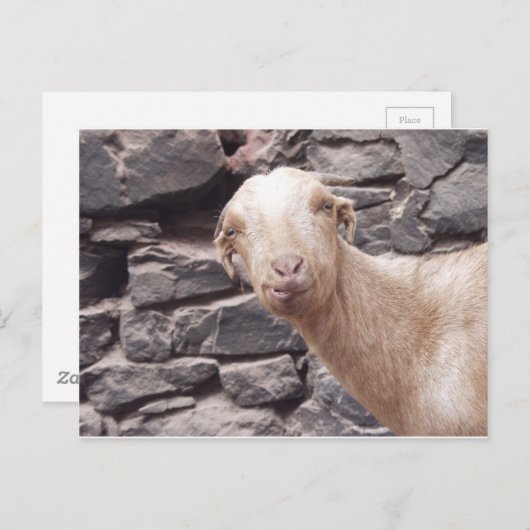 Funny Goat Postkarte (Vorne/Hinten)