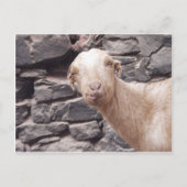 Funny Goat Postkarte (Vorderseite)