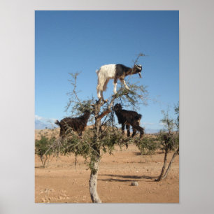 Funny goats in a tree poster