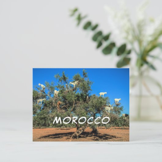 Funny Goats in Trees Marokko Souvenir Postkarte (Stehend Vorderseite)