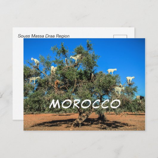 Funny Goats in Trees Marokko Souvenir Postkarte (Vorne/Hinten)
