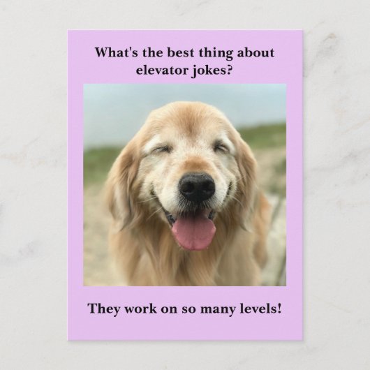 Funny Golden Retriever Dog Elevator Joke Postkarte (Vorderseite)