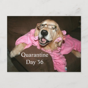 Funny Golden Retriever in Robe Quarantine Joke Postkarte