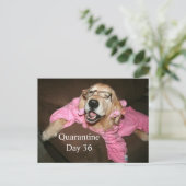 Funny Golden Retriever in Robe Quarantine Joke Postkarte (Stehend Vorderseite)