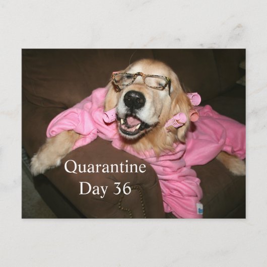 Funny Golden Retriever in Robe Quarantine Joke Postkarte (Vorderseite)