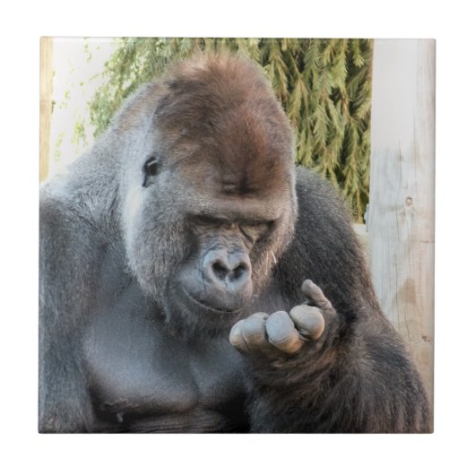 FUNNY GORILLA FLIESE (Vorderseite)