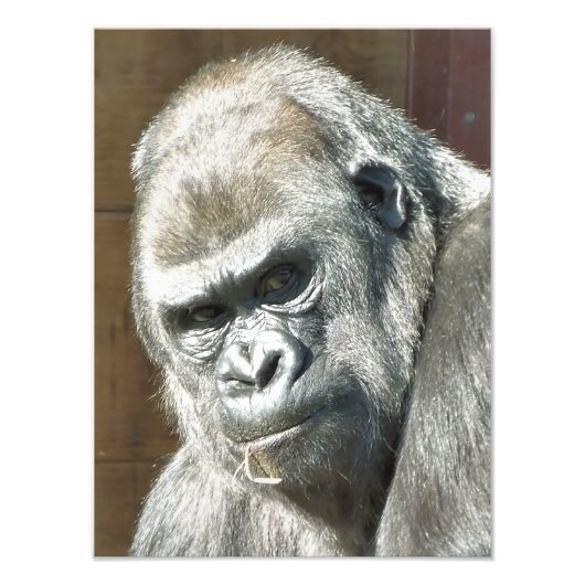 FUNNY GORILLA FOTODRUCK (Vorne)