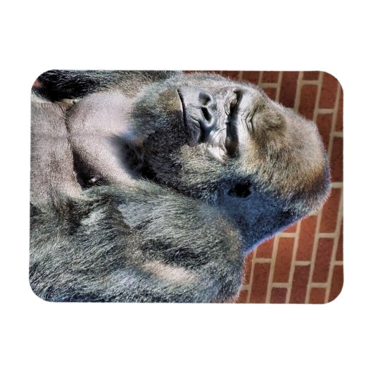 FUNNY GORILLA MAGNET (Horizontal)