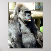 FUNNY GORILLA POSTER (Vorne)