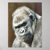 FUNNY GORILLA POSTER (Vorne)