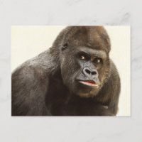 Funny Gorilla Postkarte