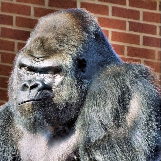 FUNNY GORILLA POSTKARTE