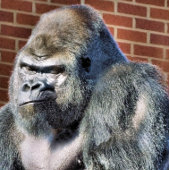 FUNNY GORILLA PUZZLE