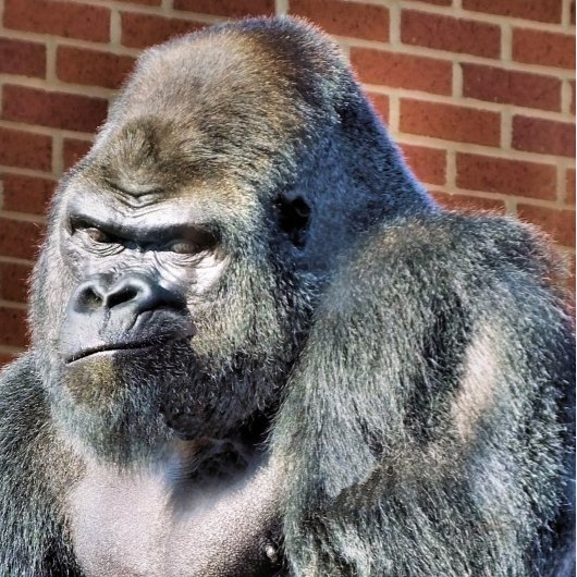 FUNNY GORILLA VISITENKARTE