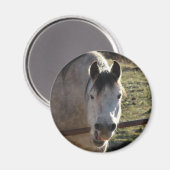 Funny Gray Mare Magnet (Vorderseite/Rückseite)