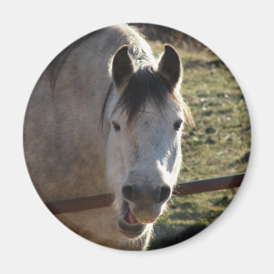 Funny Gray Mare Magnet