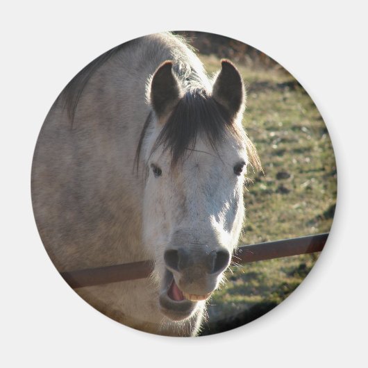 Funny Gray Mare Magnet (Vorne)