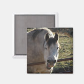 Funny Gray Mare Magnet (Vorderseite/Rückseite)