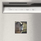 Funny Gray Mare Magnet (In Situ (Geschirrspüler))
