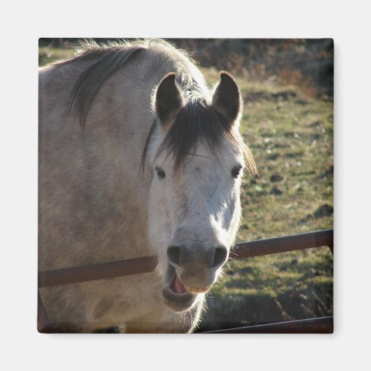 Funny Gray Mare Magnet (Vorne)