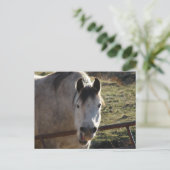 Funny Gray Mare Postkarte (Stehend Vorderseite)