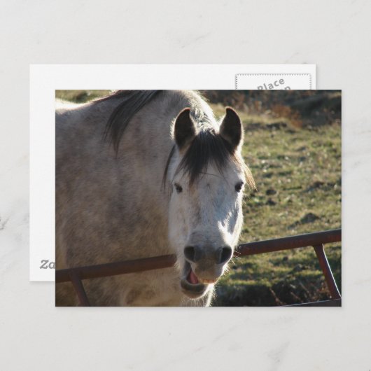 Funny Gray Mare Postkarte (Vorne/Hinten)