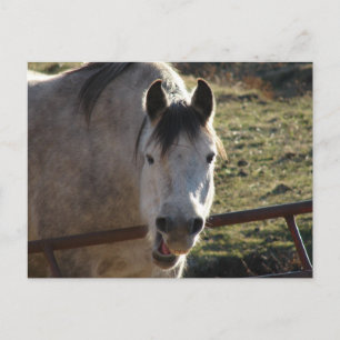 Funny Gray Mare Postkarte