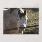 Funny Gray Mare Postkarte (Vorderseite)