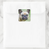 Funny Grumpy French Bulldog I Kennen Ihre Tricks Quadratischer Aufkleber (Tasche)