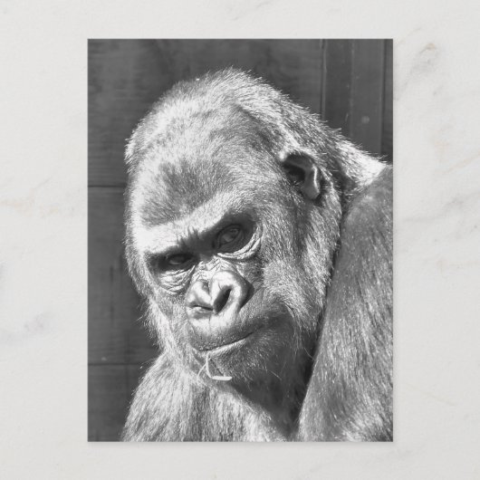 FUNNY GRUMPY GORILLA POSTKARTE (Vorderseite)