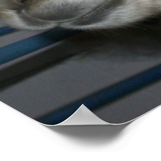 Funny Hairdo über Llama Poster (Ecke)