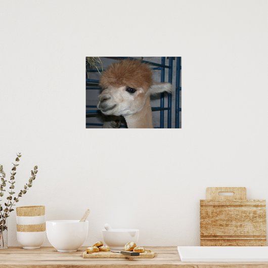 Funny Hairdo über Llama Poster (Küche)