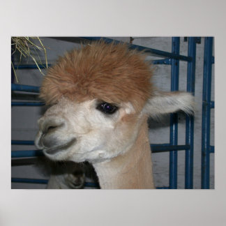 Funny Hairdo über Llama Poster
