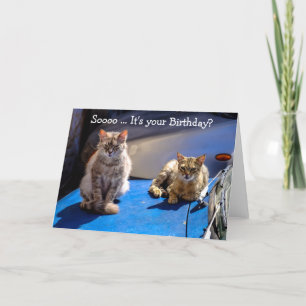 Funny Happy Birthday Card: Katzen auf einem Auto Karte