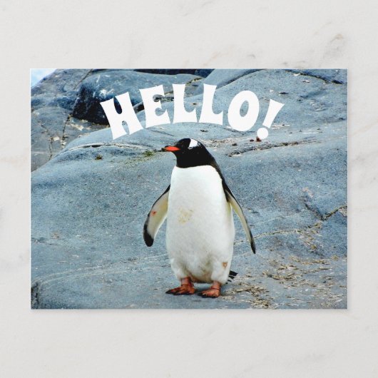 Funny Hello mit Pinguin Foto Postkarte (Vorderseite)