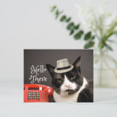 Funny Hello There Angry Black & White Cat Postkarte (Stehend Vorderseite)