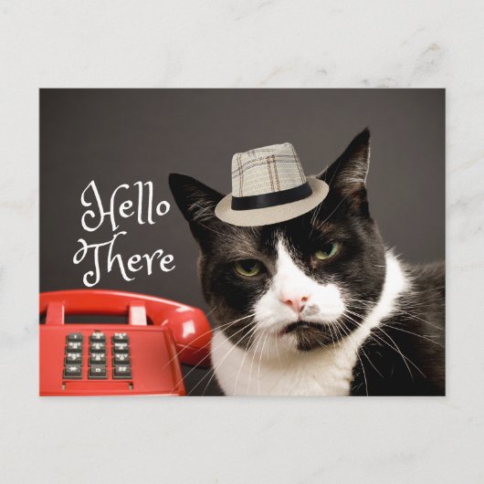 Funny Hello There Angry Black & White Cat Postkarte (Vorderseite)