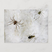 Funny Hexen Legs Wicked Halloween Postcard Postkarte (Rückseite)