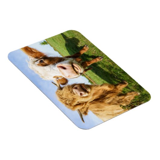 Funny Highland Cows Magnet (Rechte Seite)