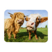 Funny Highland Cows Magnet (Horizontal)