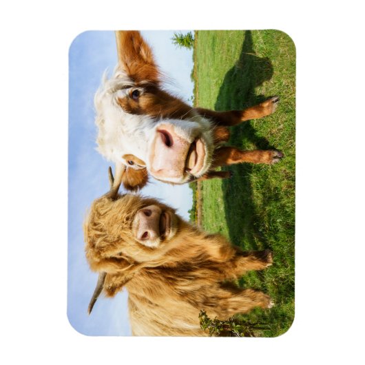 Funny Highland Cows Magnet (Vertikal)