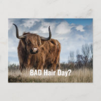 Funny Highland Kuh Foto Bad Hair Day? Typografie