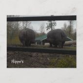 Funny Hippopotamuses Walking Away Postkarte (Vorderseite)